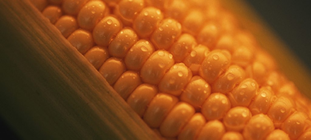 corn, crop insurance, farm