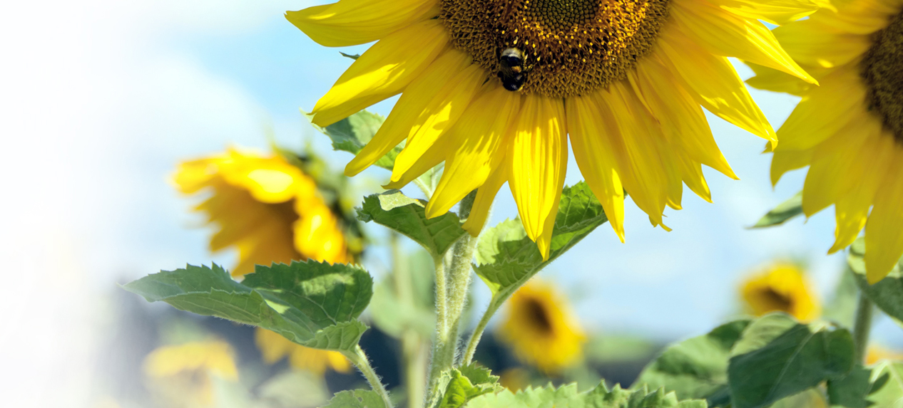 Sunflower Field Crop Insurance