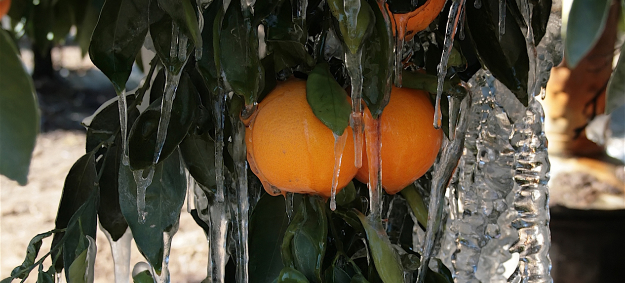 damage orange grove crop insurance