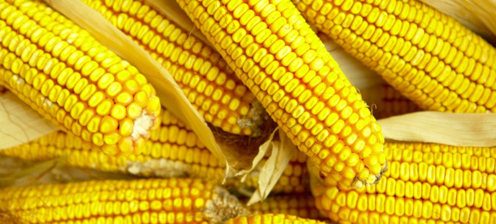 corn, crop insurance