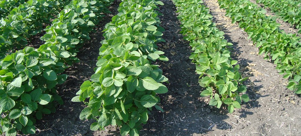 soybeans, crop insurance