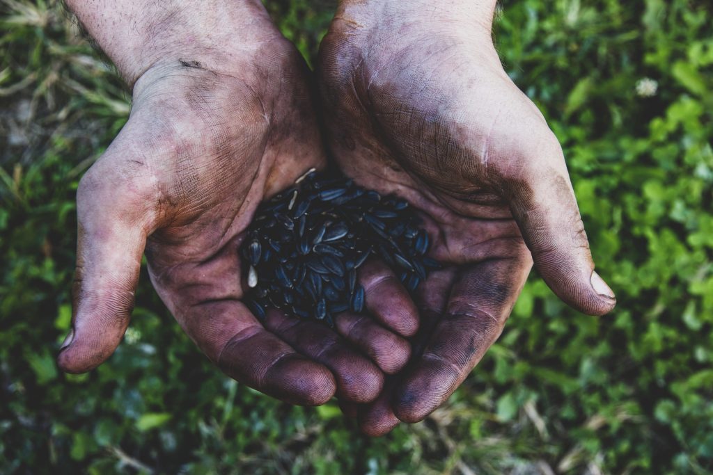 A Farmer's Dirty, Calloused Hands are Holding a Handful Of Seeds