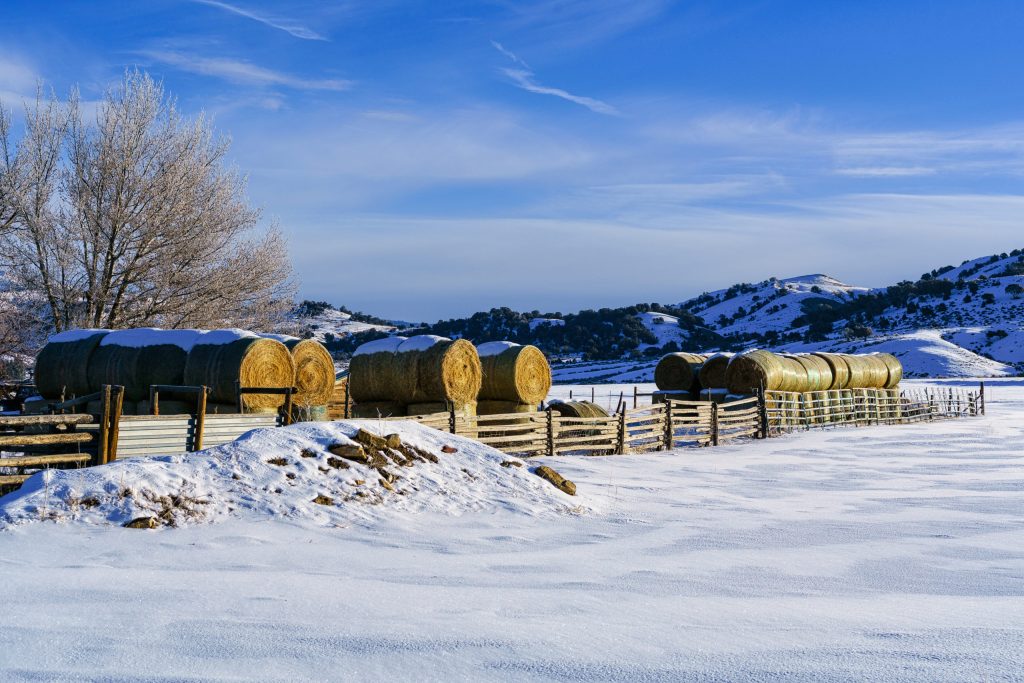 Round Hay Bales in Rural Area Winter
