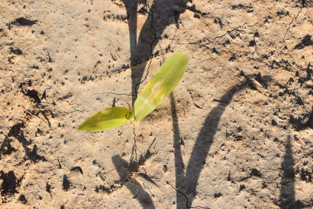 Closeup of young corn plant