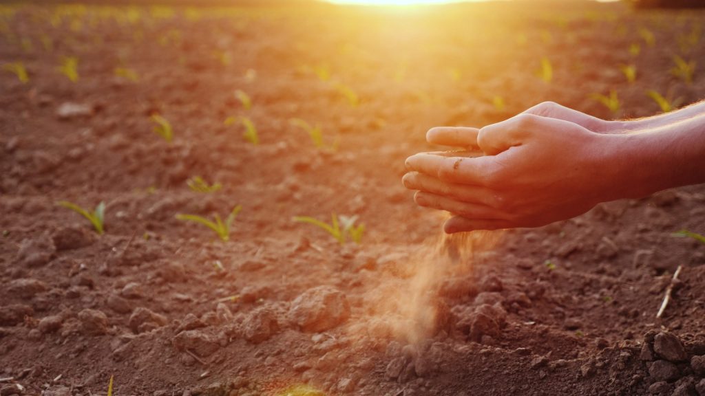 hands in a field releasing dirt