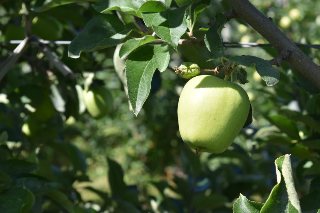 Green apple on a tree