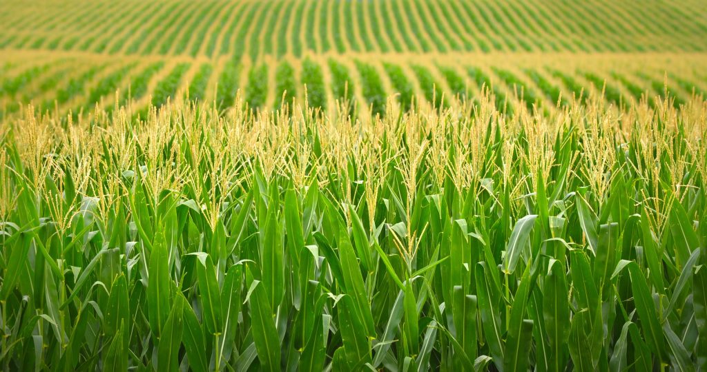 Corn field in tassel
