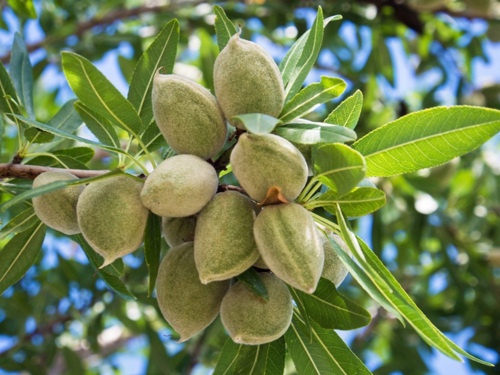 Unripe Almonds on a Tree