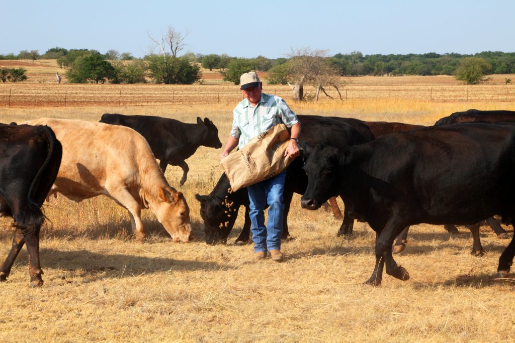 rancher feeding cattle